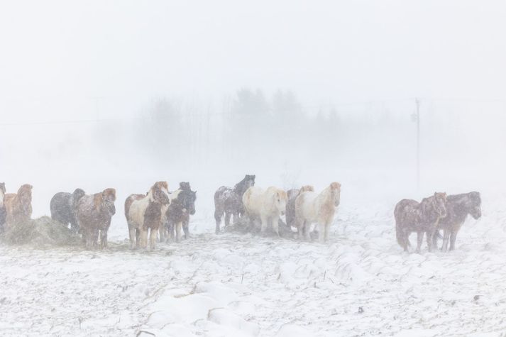 Vorið er ekki farið að minna á sig í öllum landshlutum.