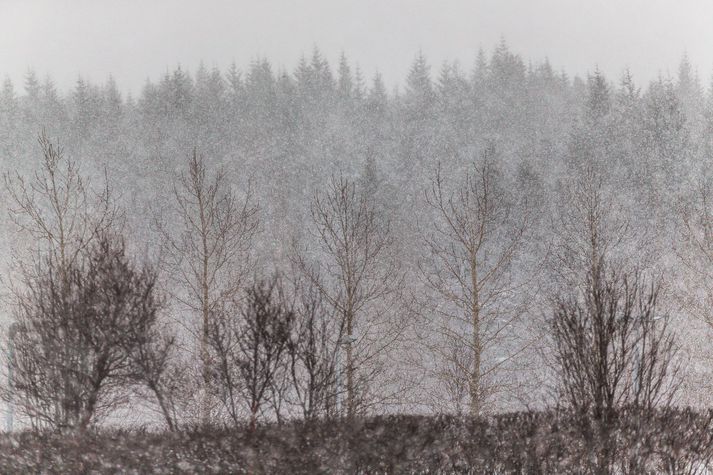 Lægðinni fylgir mikil snjókoma á Vestfjörðum og á Norðurlandi og hætta getur skapast á snjóflóðum í veðrinu. Töluverð hætta er á snjóflóðum á norðanverðum Vestfjörðum og utanverðum Tröllaskaga.