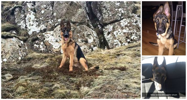 Þó Elvis hafi að sönnu verið elskaður af eigendum sínum stóð nágrönnum stuggur af hundinum sem sagður er hafa verið geltinn og ógnandi.