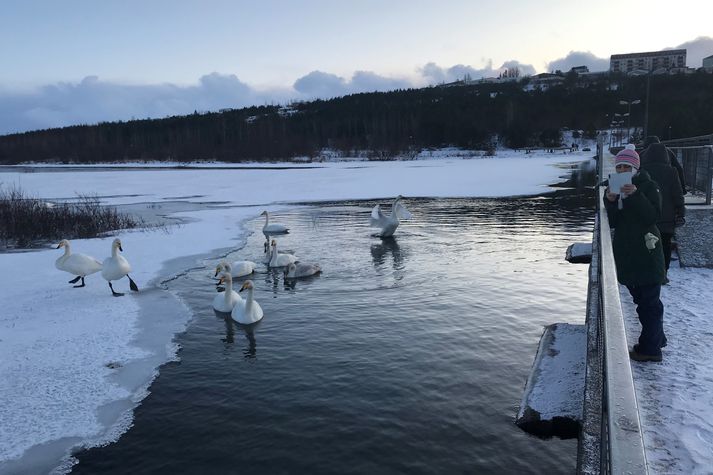 Álftir eru byrjaðar tilhugalífið en þessi mynd var tekin á Árbæjarstíflu í Reykjavík laust fyrir klukkan fjögur í gær. Sólin var þá komin á bak við Breiðholtshvarf.