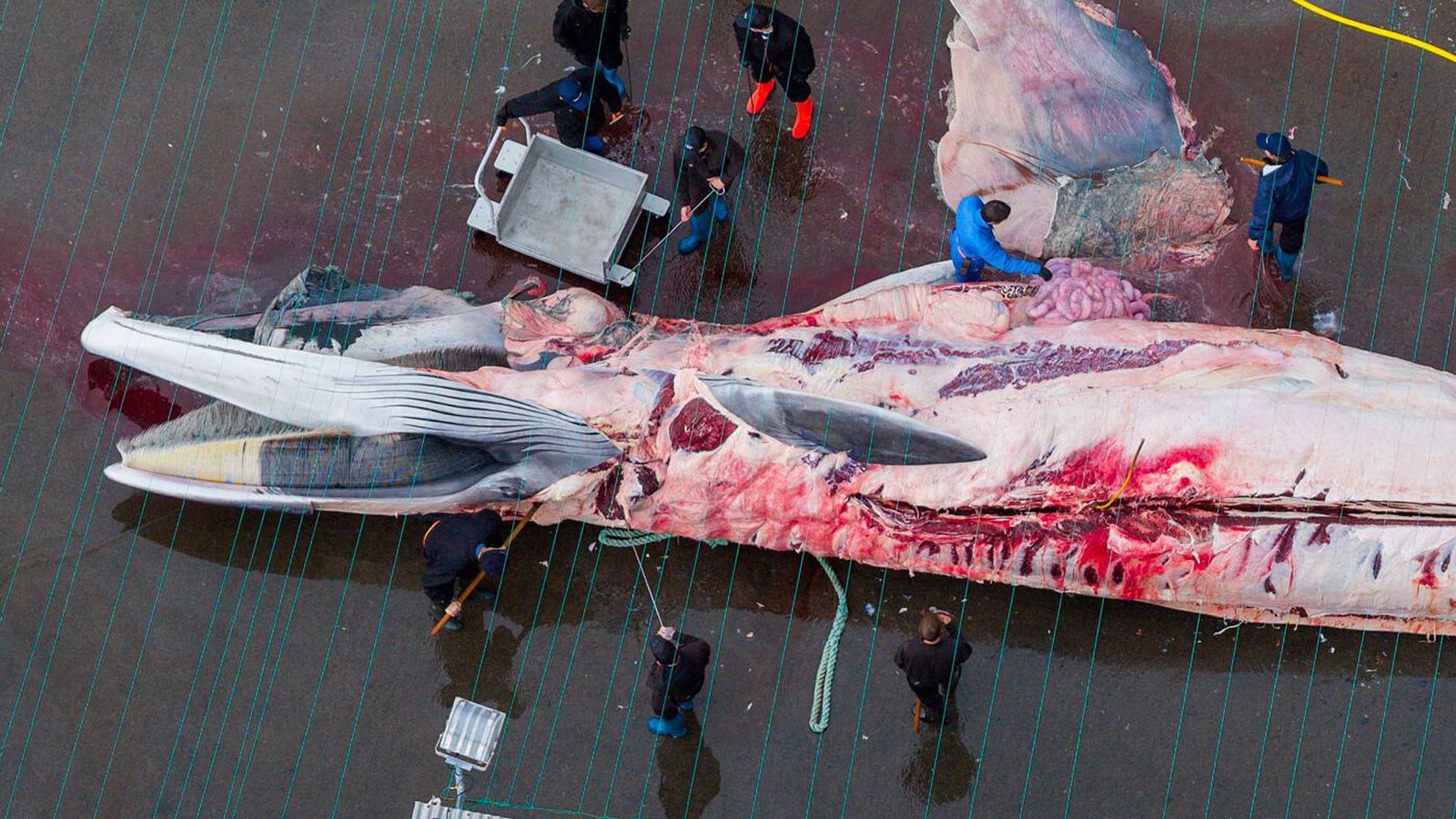 Hálf­tíma dauða­stríð ekki talið brot á lögum um vel­ferð dýra