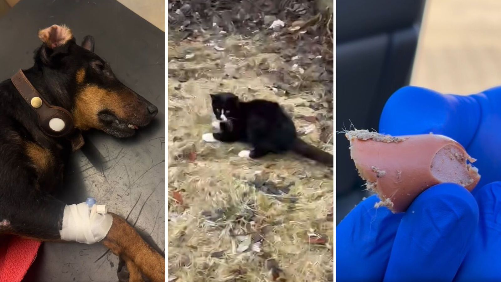 „Ég reikna sterk­lega með því að karma banki upp á hjá þeim“