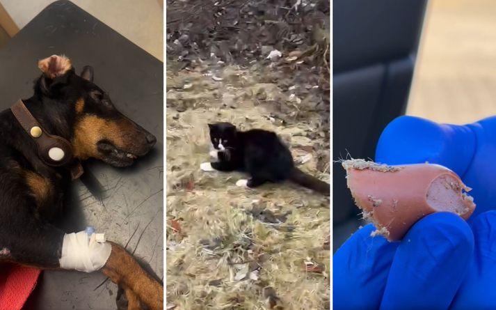 Hundurinn Rökkvi drapst á laugardaginn eftir að hafa kastað upp pylsubitum sem dýralæknir telur að hafi verið búið að eitra með frostlegi.