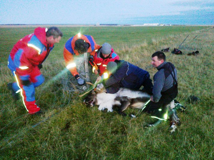 Björgunarsveitarmenn reyna að losa dýrið.