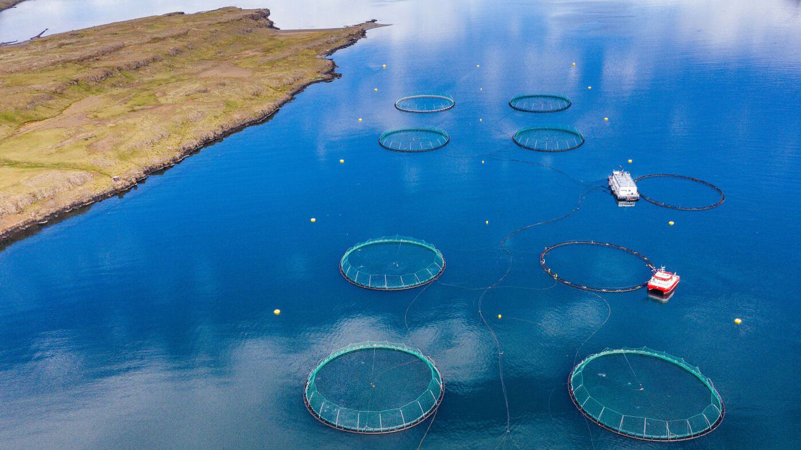 Ís­lenskir stjörnukokkar meðal kokka sem mót­mæla fiski úr sjókvíaeldi