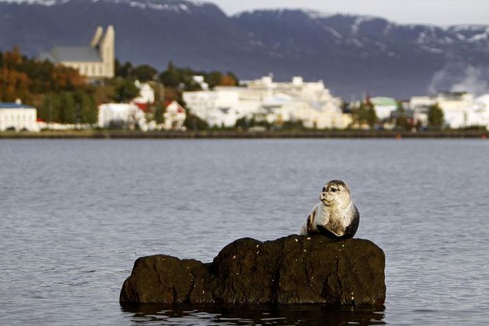 Selveiðar eru litlar á Íslandi og skýra ekki fækkun í stofninum.