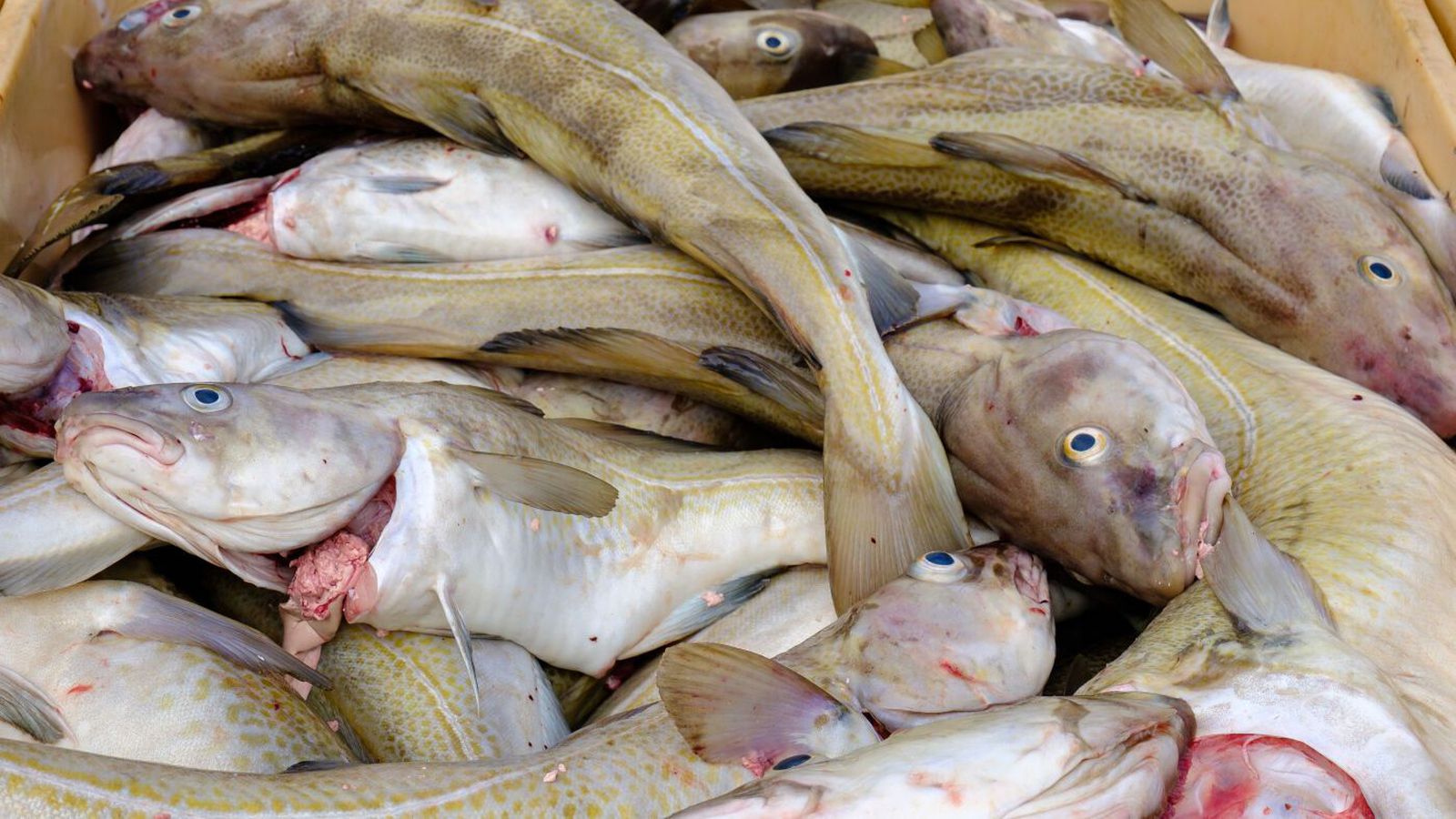 Fjár­hæð veiðigjalds enn ekki verið til­kynnt