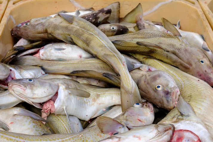 Sjávarútvegsfyrirtæki sem eiga eru farin að lengja eftir því að vita hvað þau eigi að borga í veiðigjöld á næsta ári.