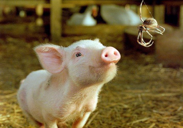 Charlotte´s Web. Kónguló og grís tengjast órofa böndum.