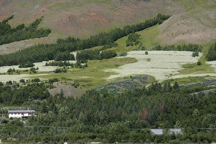 Hvítar breiður Hér sést hvernig skógarkerfill hefur dreift sér á Mógilsá. Fréttablaðið/Pjetur