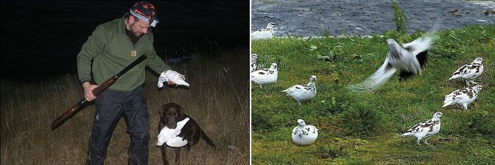 Rjúpnastofninn er í uppsveiflu. Þrátt fyrir það telja vísindamenn að takmarka verði veiðarnar. 