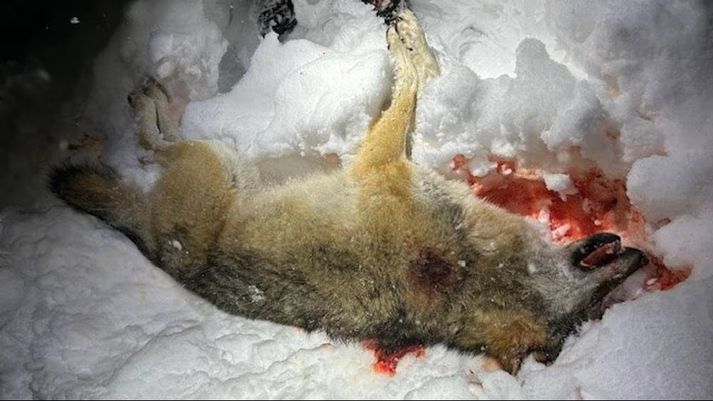 Annar úlfanna sem mennirnir tíu eru sakaðir um að hafa drepið ólöglega í Eiðaskógi í janúar árið 2025.