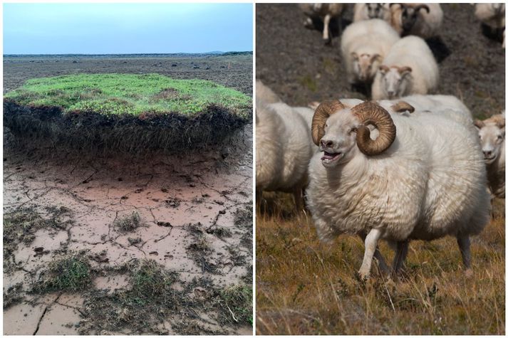 Þó að land í Krýsuvík sé illa farið fá bændur frá Grindavík enn þá að beita á því.