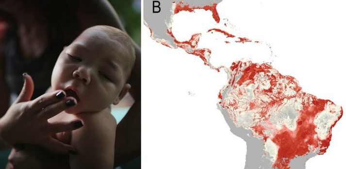 Vísindamenn hafa kortlagt hvaða svæði heimsins stafar mest ógn af Zika-veirunni.