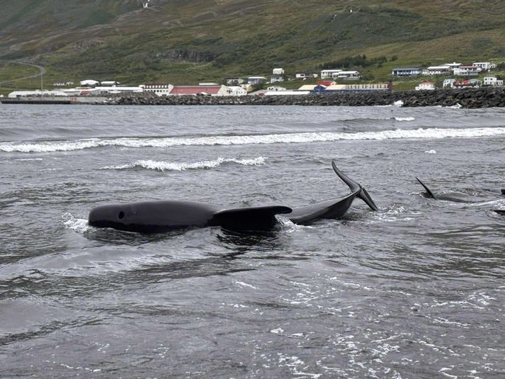 Vaðan telur um fjörutíu stykki og unnið er að því að koma þeim af fjörunni og út í fjörð.