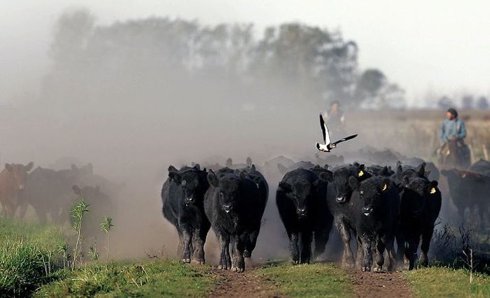 Angus naut í Argentínu. Starfshópur vill láta kanna hvort koma megi hér upp sérstöku ræktunarbúi til þess að byggja hér upp hreinræktaðan stofn Aberdeen Angus nautgripa.