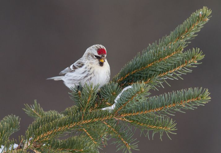 Auðnutittlingar virðast vera að drepast í hrönnum.