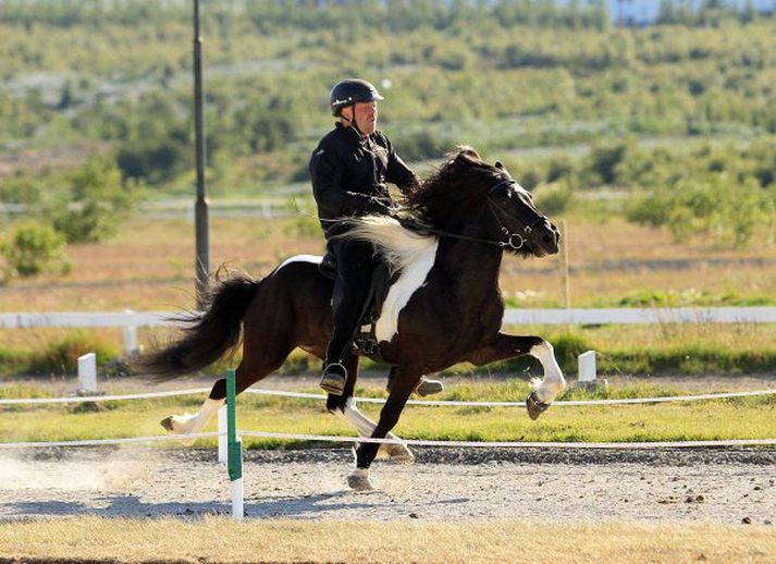 Nói og Daníel í kvöldsólinni í Víðidal í kvöld.