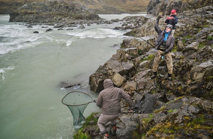 17 löxum var landið við Urriðafoss í gær.