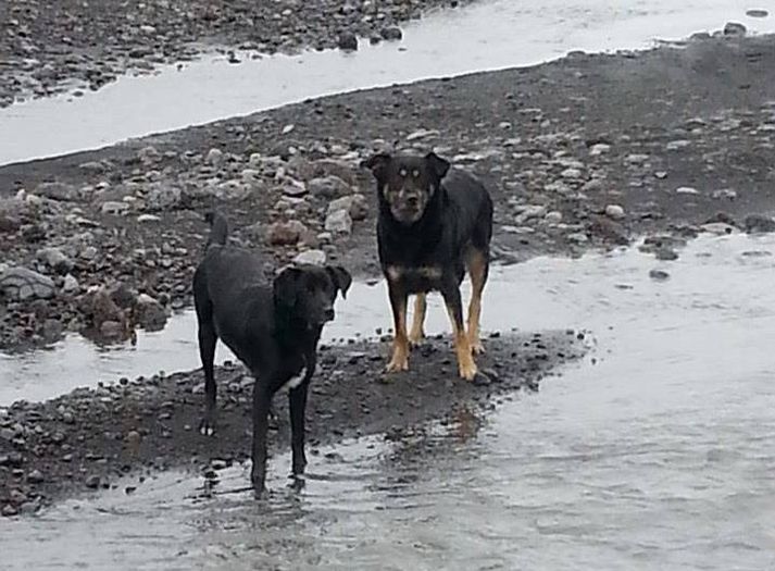Hundarnir tveir á veginum inn í Þórsmörk í gær.