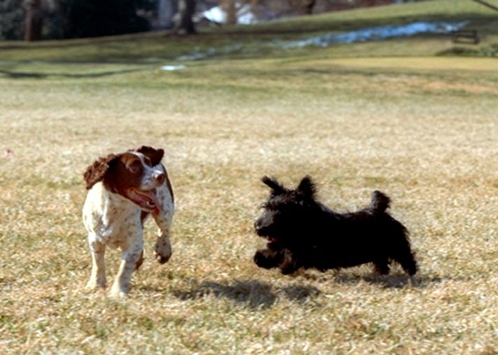 Hundurinn til vinstri er af English Springer Spaniel gerð.