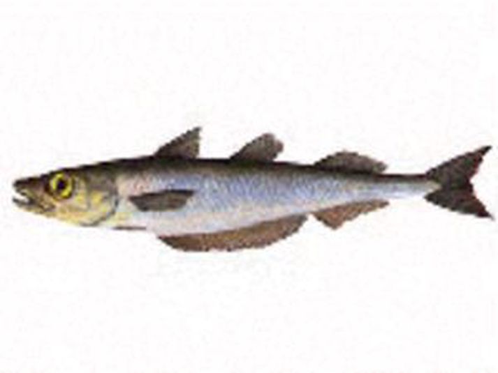 Kolmunni.