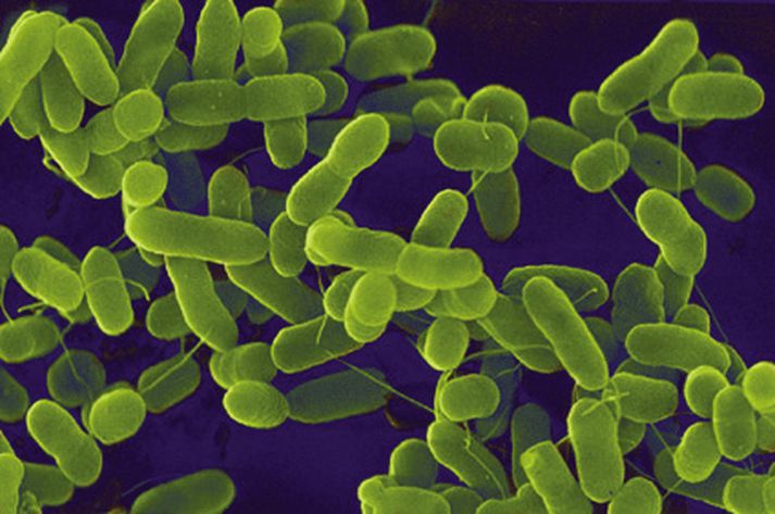 E-coli-bakteríur.