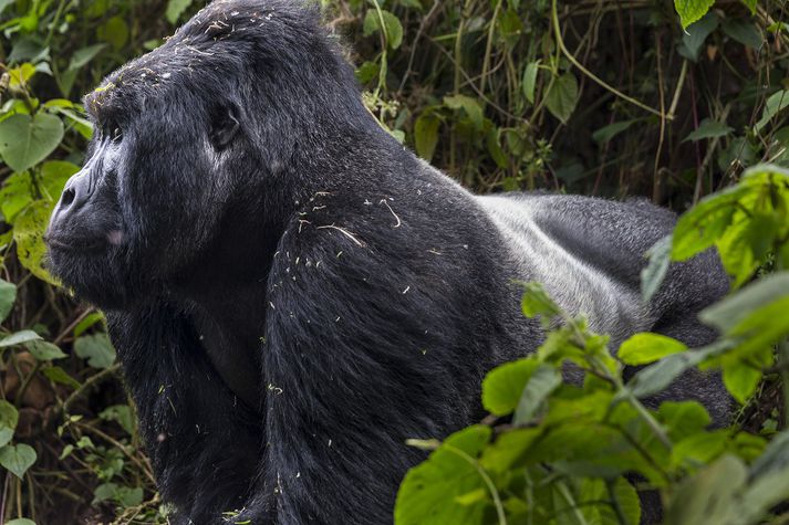 Um það bil helmingur af þeim 700 fjallagórillum sem eftir eru í heiminum lifa í Virunga-fjöllum í Afríku en stríð, veiðar og minnkandi kjörlendi ógna tilveru górillanna.