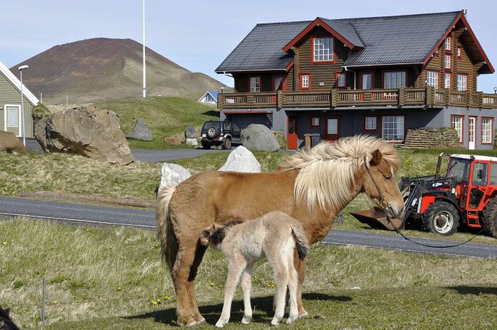 Gæfa frá Lágafelli kastaði folaldinu fljótlega eftir að steinninn var settur niður við hús Árna. fréttablaðið/óskar