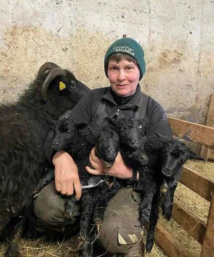 Harpa með lömbin fimm ásamt Stóru Svört. Hún dró þau öll úr henni. Fyrsta lambið lá þvert fyrir, tvö voru afturábak og tvö sneru rétt.