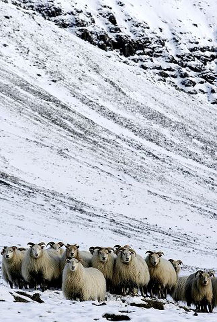 Það liggur beint við að skera niðurgreiðslur ríkisins til landbúnaðarins í því ástandi sem nú ríkir, segir hagfræðingur og sérfræðingur í fjármálum ríkisins.Fréttablaðið/pjetur