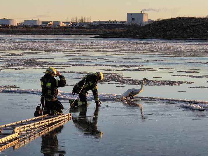 Álftinni stóð ekki á sama þegar slökkviliðsmenn réttu fram hjálparhönd. 