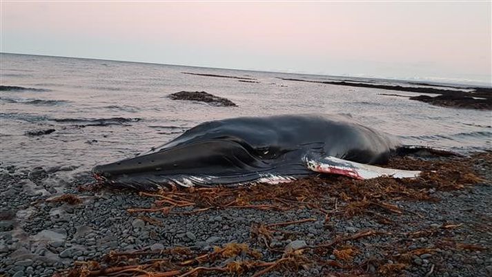 Talið er að það muni koma betur í ljós á morgun hver næstu skref verði.