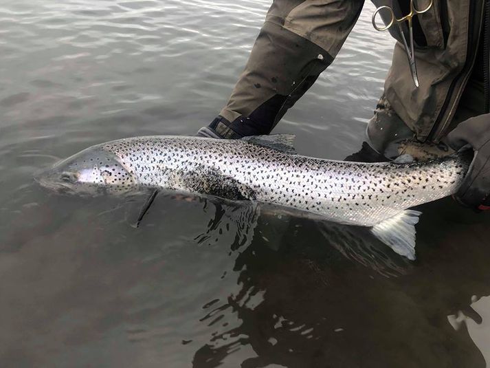 Flottur sjóbirtingur úr Tungulæk.