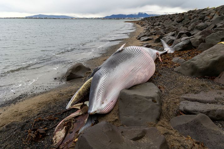 Hrefnutarfurinn í flæðarmálinu í morgun.