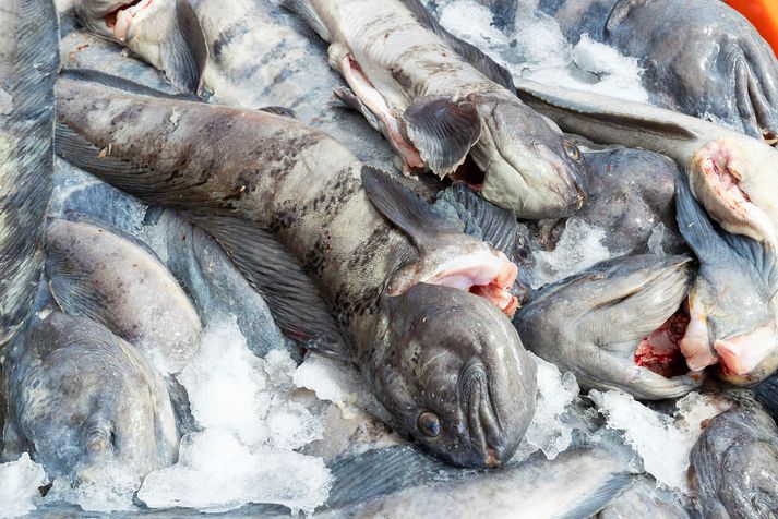 Fiskistofa segir þörf á samráði og úrbótum vegna brottkasts hér á landi. 