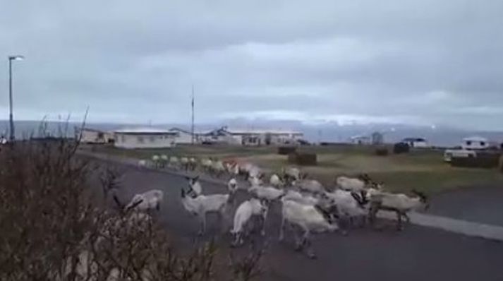 Hér má sjá hreindýrin á Bakkafirði á sunnudaginn.