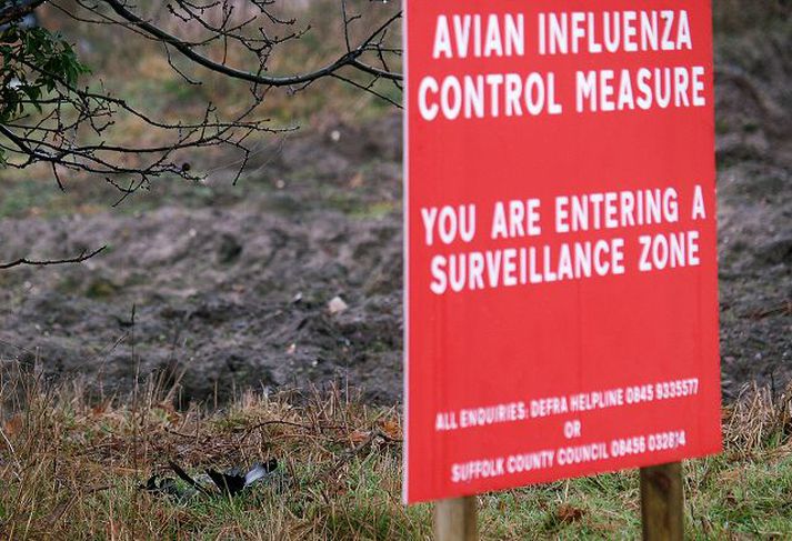 Dauður fugl liggur nærri vegbrún í Suffolk, þar sem búið er að setja upp varúðarskilti vegna fuglaflensunnar sem greindist á kalkúnabúi þar.
