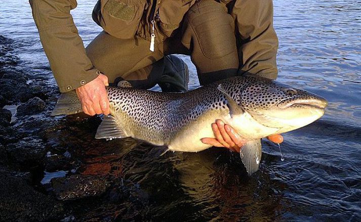 Aðeins er veitt á flugu til 15. júní – öllum urriðum skal sleppt.