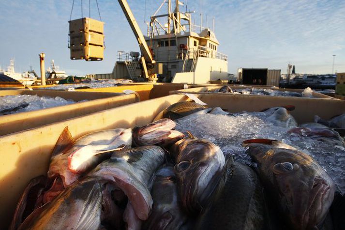 Lítil sátt ríkir um frumvarp sjávarútvegsráðherra en þessa dagana skila hagsmunasamtök og aðrir af sér álitsgerðum um frumvarpið. Fréttablaðið/stefán