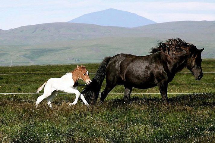 Álfssonurinn Skjótta hestfolaldið hafði þroskast mjög vel þegar það drapst, að sögn eiganda þess. Hann segir Keldur hafa neitað að kryfja það, eins og MAST hafi þó hvatt menn til.