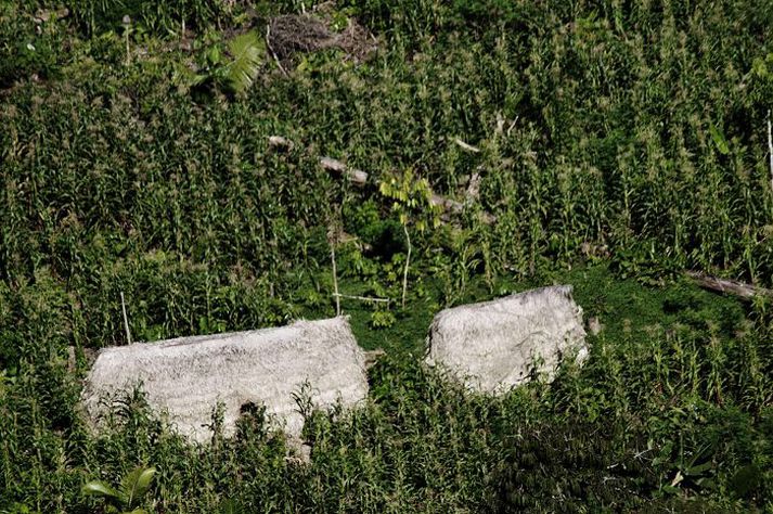 Hér sjást híbýli ættbálksins sem uppgötvaðist á Amazon-svæðinu fyrir skemmstu.NordicPhotos/AFP