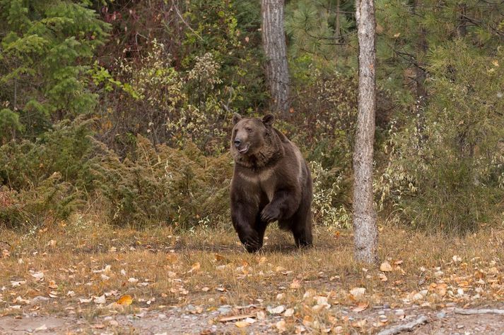 Grábjörnum hefur farið fjölgandi í Montana á undanförnum árum.