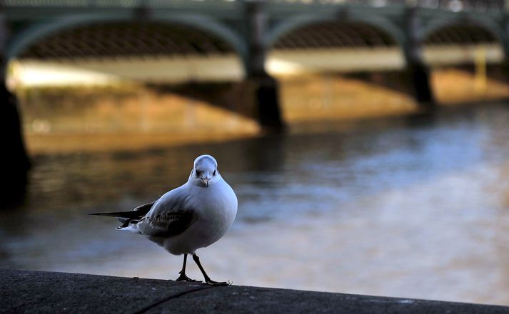 Mávur slakar á við árbakka Thames.