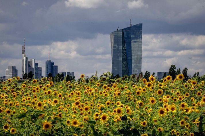 Sólblómin blómstra nú fyrir framan Seðlabanka Evrópu í Frankfurt í Þýskalandi. Stjórnendur bankans tóku í dag ákvörðun um að hækka stýrivexti í fyrsta skiptið í ellefu ár.