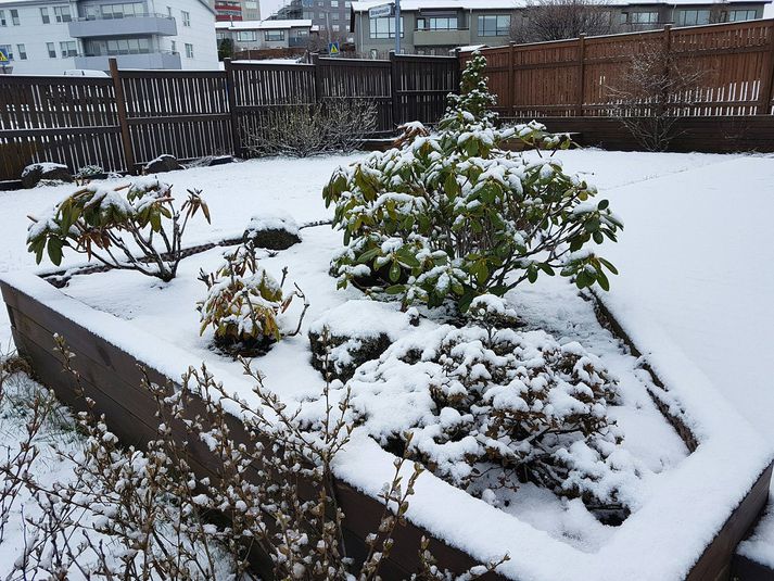 Ljósmyndari Vísis tók þessa mynd í Kópavogi í vikunni. 