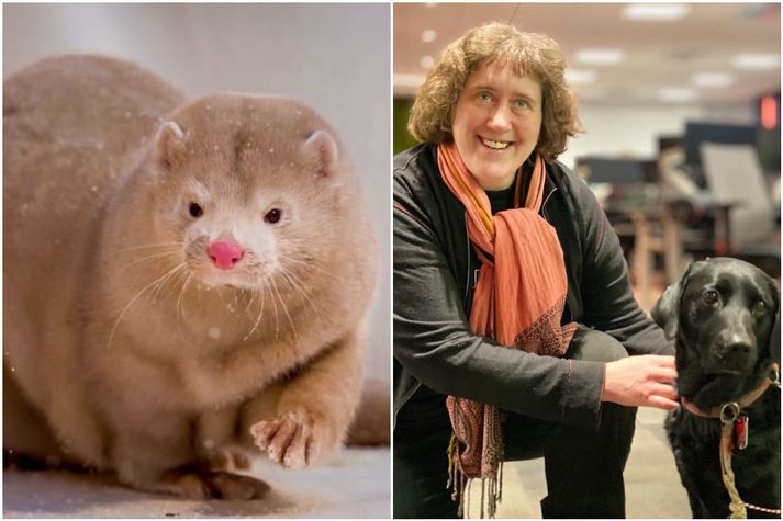 Hallgerður Hauksdóttir, formaður Dýraverndarsambands Íslands, telur mjög óábyrgt af loðdýrabændum að gera lítið úr sóttvörnum vegna eiginhagsmuna.