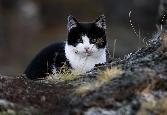 Umstang fylgir óskilaköttum.
