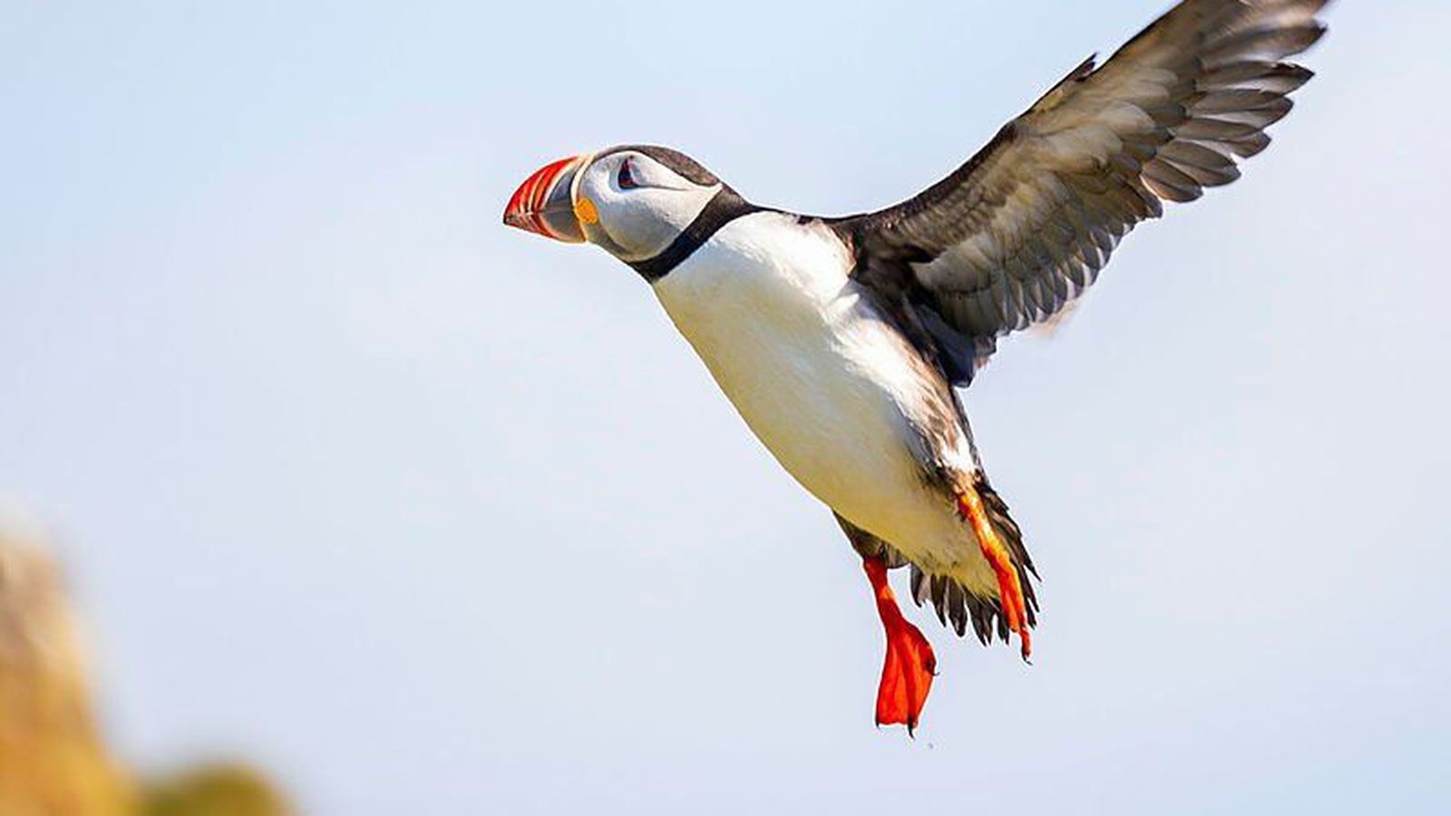 Lundinn sestur upp í Hafnarhólma