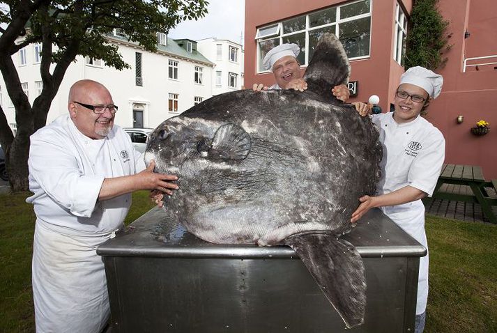 Hér hafa þeir Úlfar Eysteinsson, Stefán Úlfarsson og Einar Björn Halldórsson tekið þennan furðufisk traustataki. Tunglfiskurinn heldur sig oftast við yfirborð sjávar og nærist meðal annars á kolkröbbum, marglyttum og öðru sem fyrir honum verður.